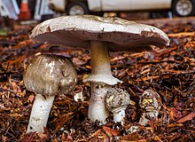 Agaricus buckmacadooi Kerrigan 2016 Agaricus buckmacadooi Kerrigan 815143.jpg