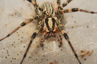 <i>Agelenopsis aperta</i> Species of spider