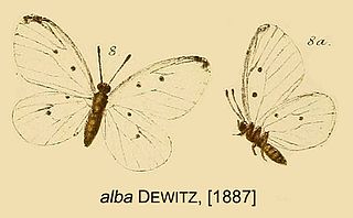 <i>Pentila alba</i> Species of butterfly