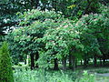 Albizia sp. din parcul Herăstrău vis a vis de bustul lui W. Goethe (zona dispre Televiziune a parcului)