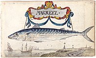 p173 - Emanuel Meurant - Drawing - Mackerel, against a background of a coastal landscape, with the poem on page 184