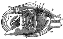 Anatomie van mactra