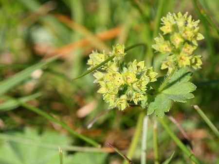 Tập_tin:Alchemilla_glaucescens.jpeg