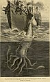 Alecton giant squid, 1866.jpg