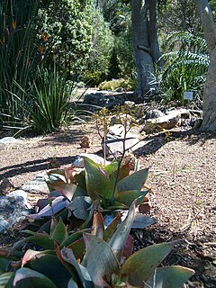 <i>Aloe reynoldsii</i> Species of succulent