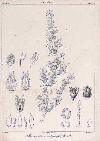 Illustration from Histoire naturelle des Iles Canaries Alternanthera pungens01.jpg