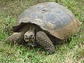 Gigantic Galapagos Turtle, Chelonoidis nigra on the island of Santa Cruz, Galapagos