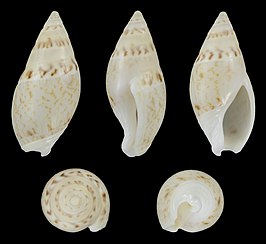 Amalda monilifera