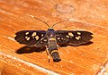 Amata moth @ Thrippunithura 02.jpg