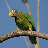 Amazona collaria -St. Andrew -Jamaica-8a-3c.jpg