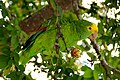 Yellow-headed Amazon (Amazona oratrix belizensis)