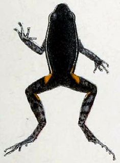 <i>Ameerega hahneli</i> species of amphibian