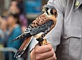 Image 55A rescued American kestrel that couldn't be released so is now serving as an "ambassador" bird