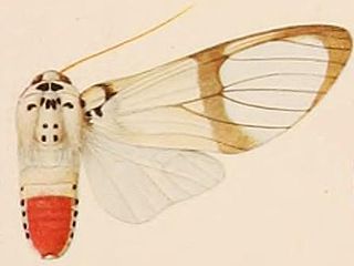 <i>Amerila magnifica</i> Species of moth