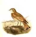 Thumbnail for Bar-tailed lark