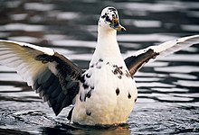 Ancona duck - Wikipedia