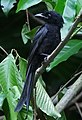 Drongo d'Andaman