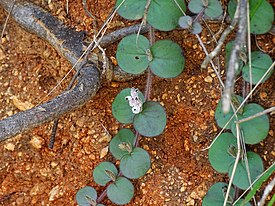 Andrographis serpyllifolia