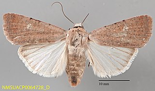 <i>Anicla biformata</i> Species of moth