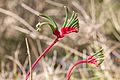 Anigozanthos manglesii gnangarra-1009.JPG