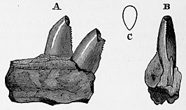 Ankistrodon