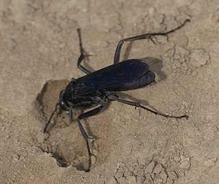 Pompilini Tribe of wasps