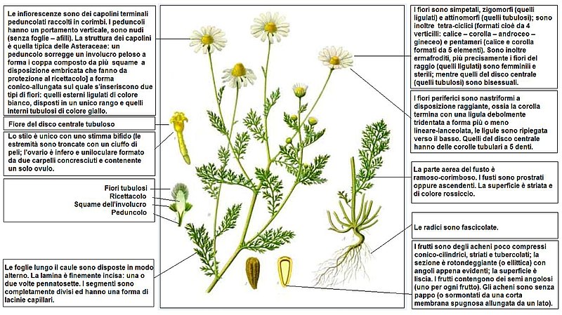 File:Anthemis cotula Koeh DESC.JPG