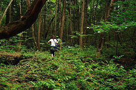 Aokigahara forest 03.jpg