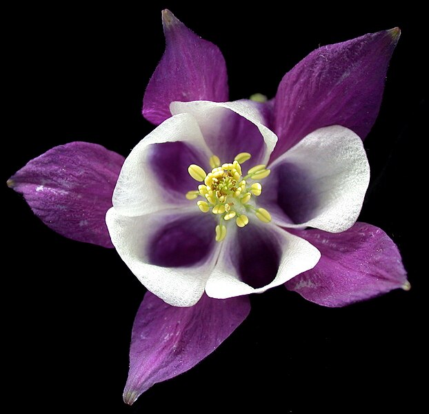 File:Aquilegia vulgaris 15-p.bot-aquil.vulga-013.jpg