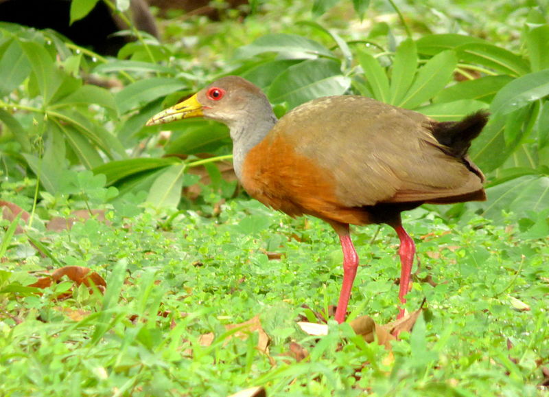 File:Aramides cajanea (Chilacoa colinegra) (16806023707).jpg