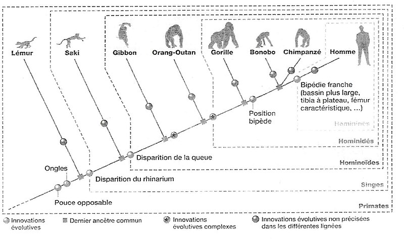 File:Arbre de parenté des primates.jpg