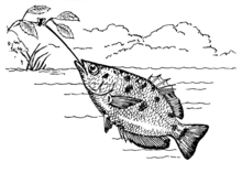 Illustration of an archerfish shooting water at an insect on a hanging branch. Archerfish (PSF).png