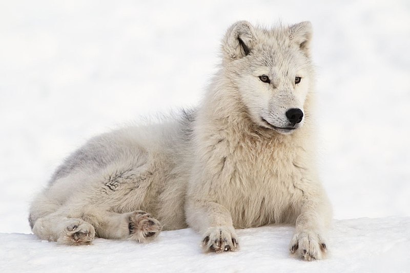 File:Arctic Wolf in Montebello, Québec, Canada.jpg