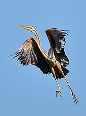 A. p. manilensis in North Sulawesi, Indonesia showing long toes Ardea purpurea manilensis.JPG