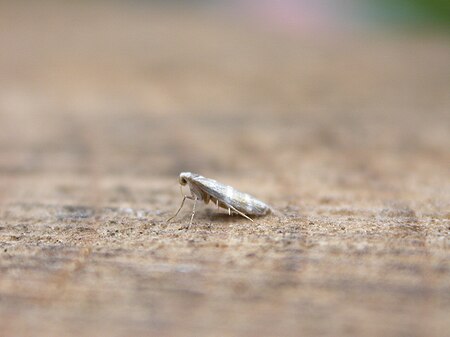 Tập_tin:Argyresthia_trifasciata_(2940011134).jpg