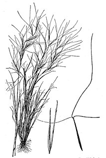 <i>Aristida oligantha</i> species of plant