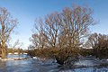 Arnhem-Meinerswijk, l'arbre avec de hautes eaux pendant la période de gel