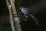 Asilidae-Kadavoor-2016-04-10-001.jpg