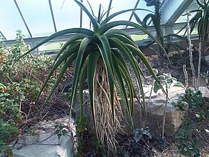 Asparagales - Aloe helenae 1.jpg