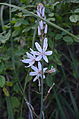 Asphodelus ramosus English: branched asphodel Deutsch: Ästiger Affodill