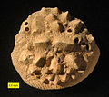 Aspidiscus cristatus; Cenomanian (Upper Cretaceous) En Yorqe'am Formation; southern Israel; oral view; round holes are bivalve borings-bioclaustrations.