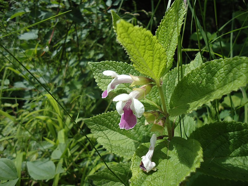 File:Atlas roslin pl Miodownik melisowaty 197 7403.jpg