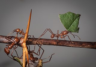 Leafcutter ant Any of 47 species of leaf-chewing ants