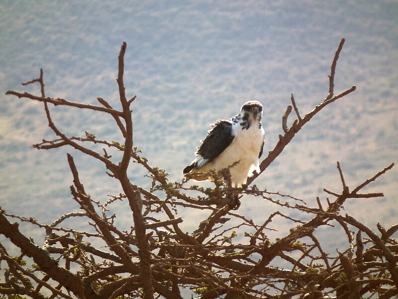 File:Augur Buzzard Buteo augur in Tanzania 3835 Nevit.jpg