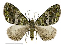 Austrocidaria similata female.jpg