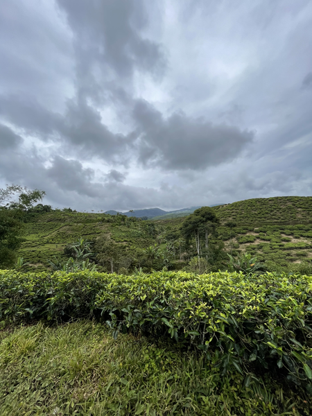 File:Awan dan perkebunan teh.png