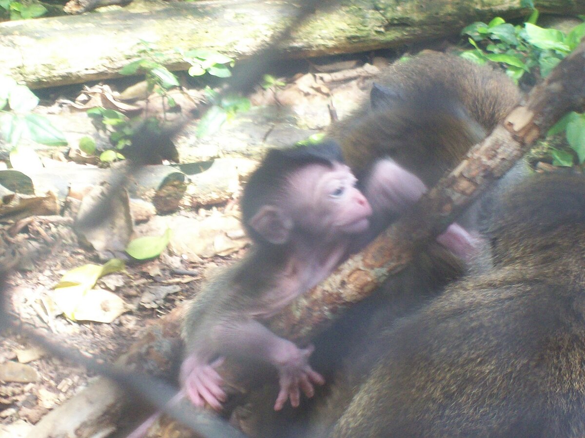 Crab-eating macaque - Wikipedia