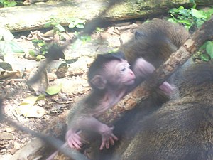Baby Crab-eating Macaque 2.jpg