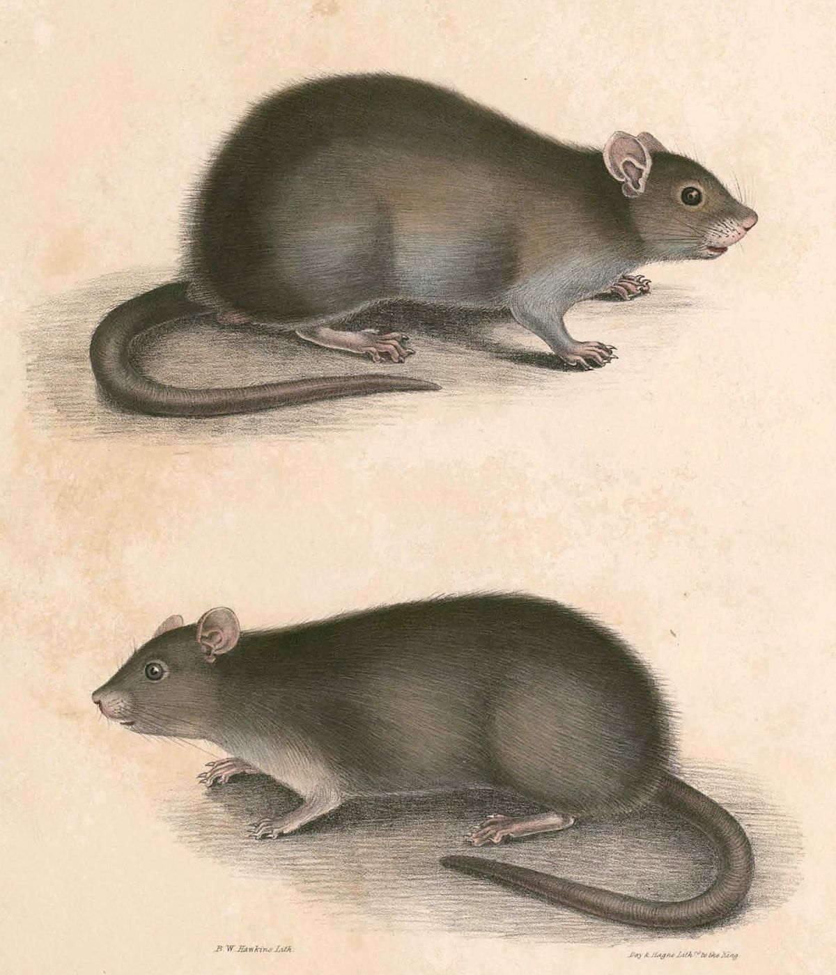 Bandicota - Wikipedia