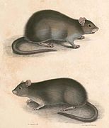 Bandicota bengalensis (Lesser Bandicoot Rat), drawing